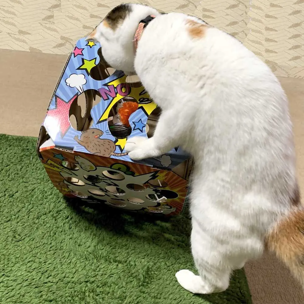 CattyMan Cat Crazy Box Cat Toy