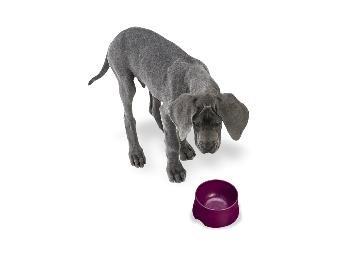Dog Food and Drink Non-slip Eco Sustainable Bowl: Seaflex Tropic Red