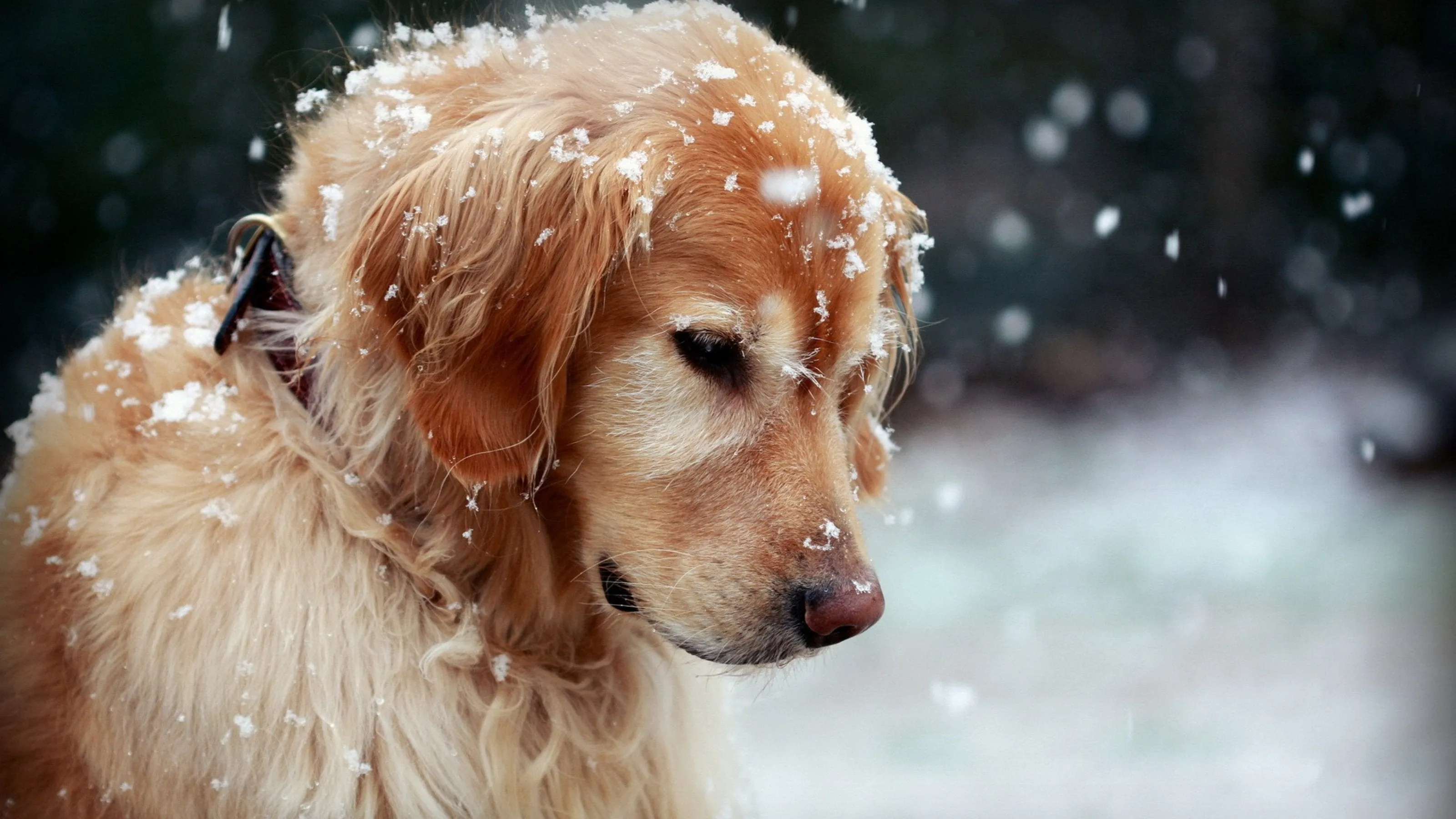 Golden Retriever 1000-Piece Puzzle
