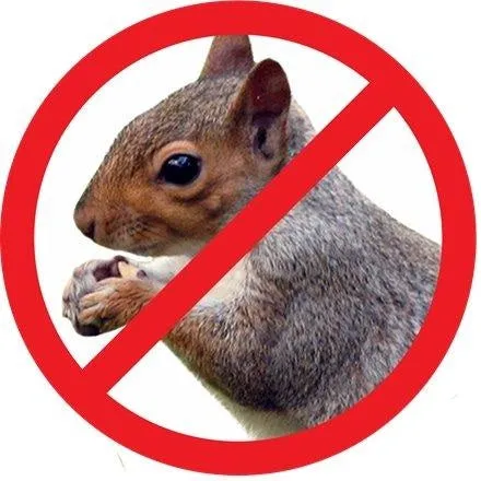 Squirrel-Proof X-1 Bird Feeder