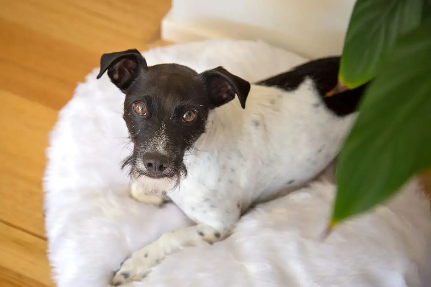 The Folded Pillow Dog Bed